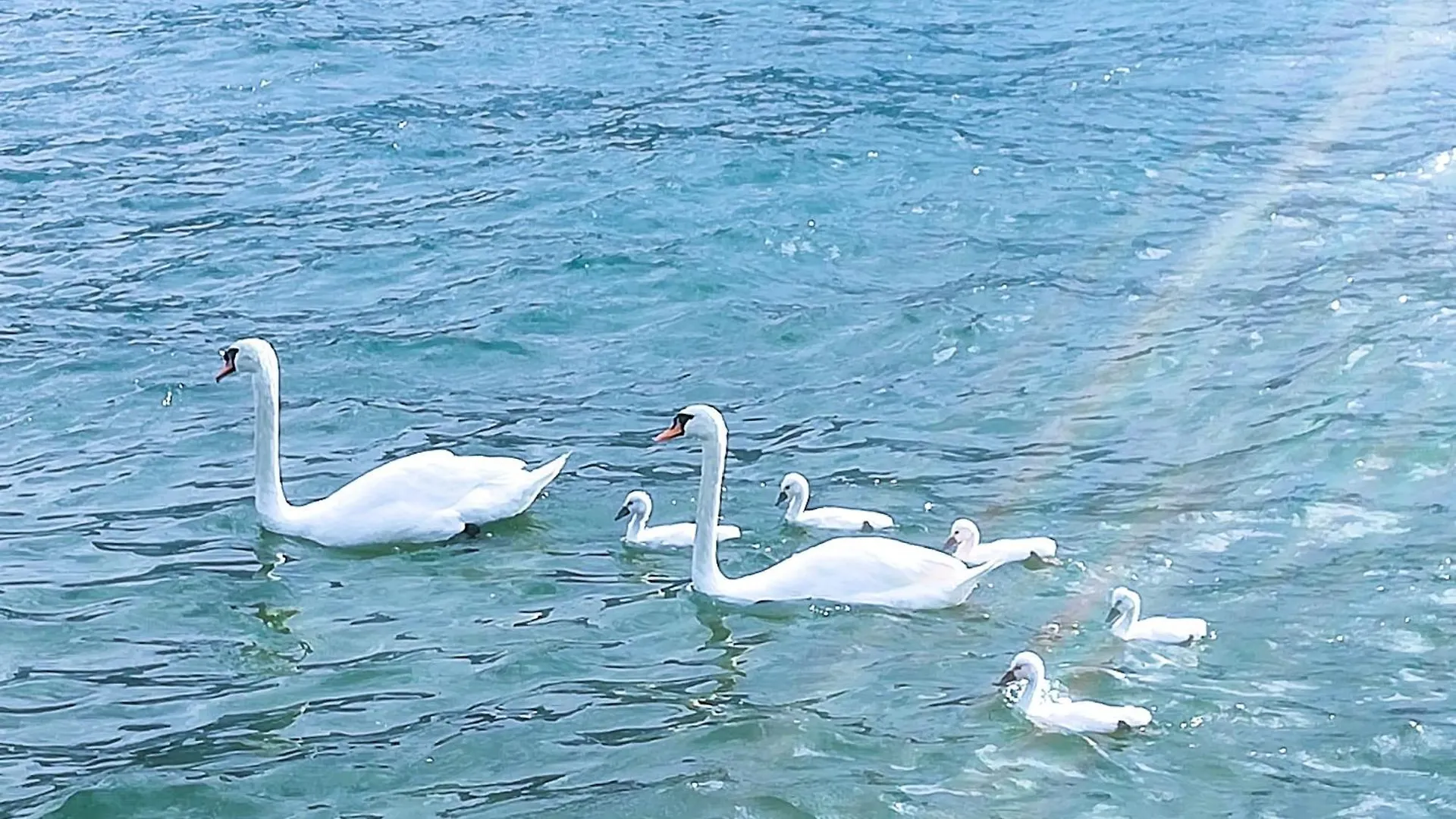 A Dream On The Lake Via Roma Lierna İtalya